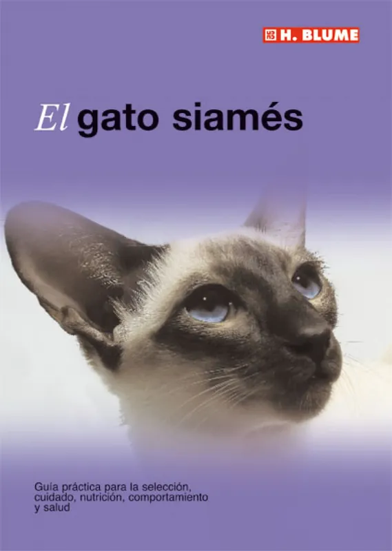 El gato siamés Compra Ahora